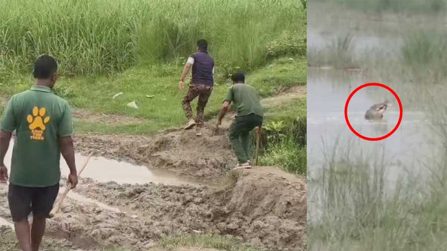 उत्तर प्रदेश: 12 साल के बच्चे को जिंदा निगल गया मगरमच्छ