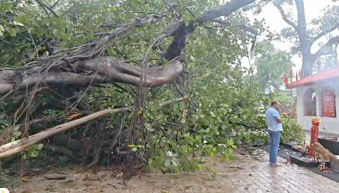 महामाया मंदिर परिसर में गिरा विशाल बरगद का वृक्ष