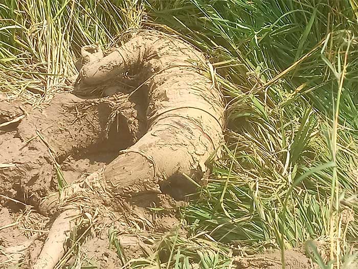 हाथी के हमले में 30 वर्षीय युवक की दर्दनाक मौत, ग्रामीणों में आक्रोश