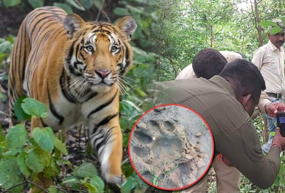 छत्तीसगढ़-महाराष्ट्र सीमा पर टाइगर की दस्तक से दहशत